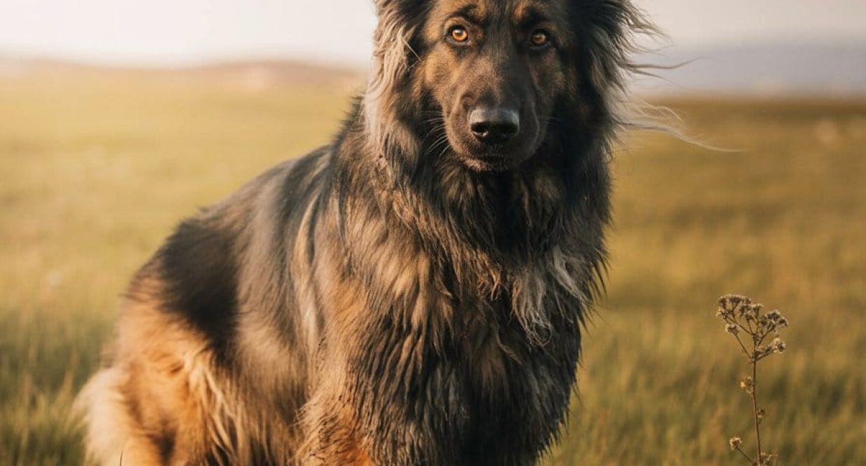 a-cinematic-portrait-photograph-captures_WN2BE-I7TK-5hYTH-XMMEw_I8hX-KPoReWuftmgkxUueQ A majestic long-coated German Shepherd dog standing proudly in a grassy field during golden hour.