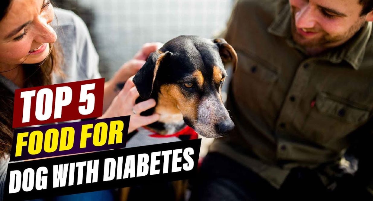 Top 5 Best Food for Diabetic Dogs (2025 Review Guide) Top 5 Best Food for Diabetic Dogs